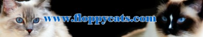 Floppy Cats Website Banner BEST