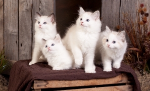 kittens(1)